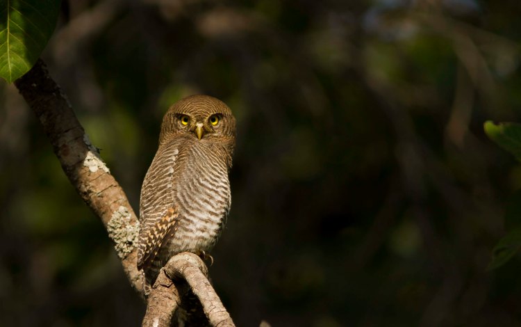 Jungle Owlet, Pench tiger reserve